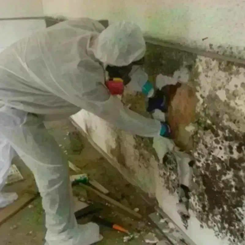 Mold Remediation and Removal in Geneva, NE